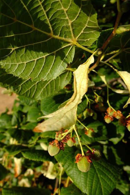 July close-up photo