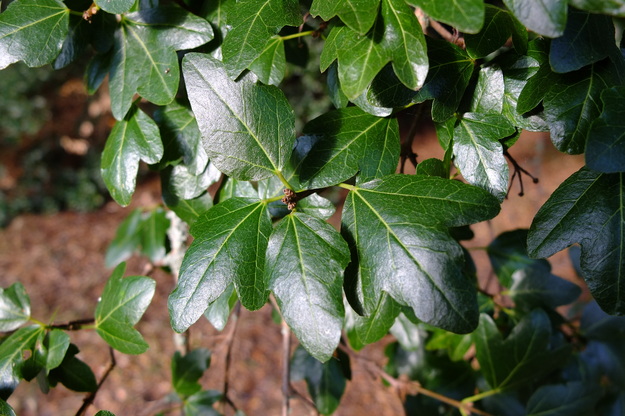 July close-up photo