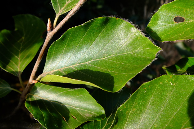 July close-up photo