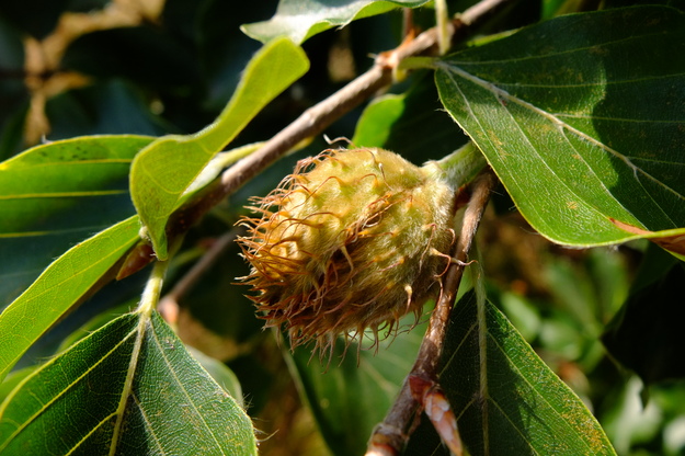 July close-up photo