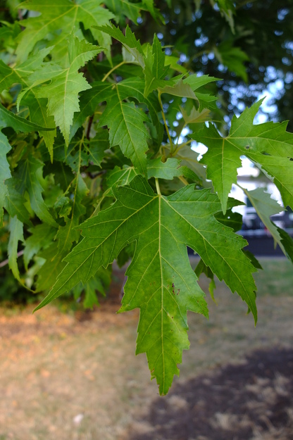 July close-up photo