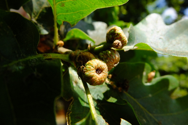 July close-up photo