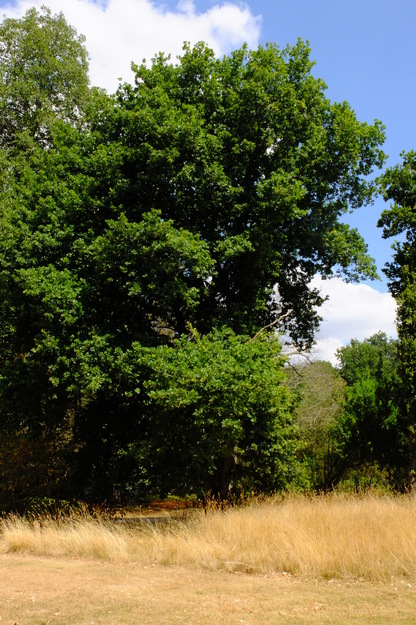 July tree photo