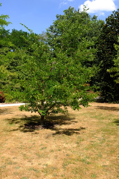 July tree photo