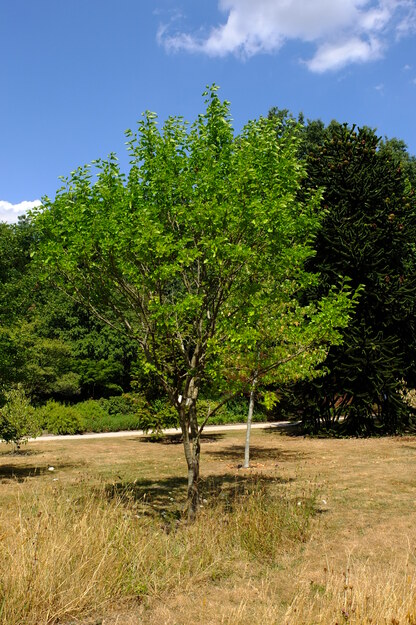 July tree photo