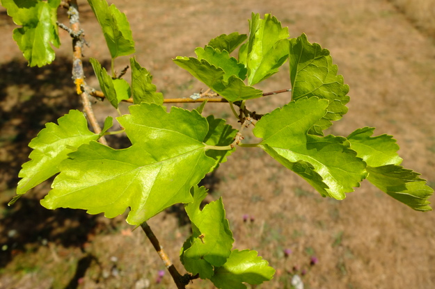 July close-up photo