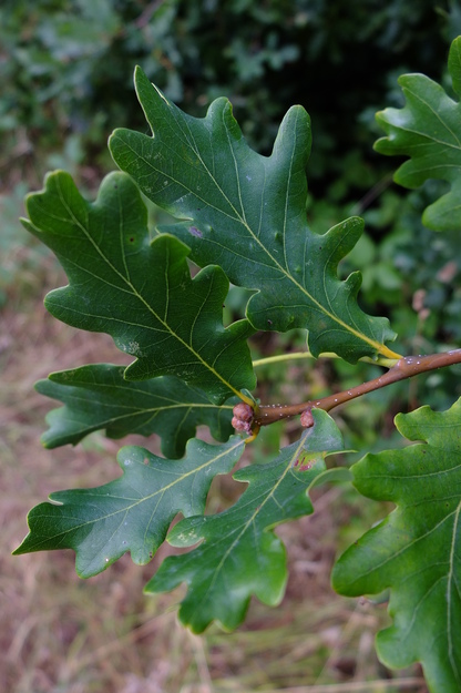 August close-up photo