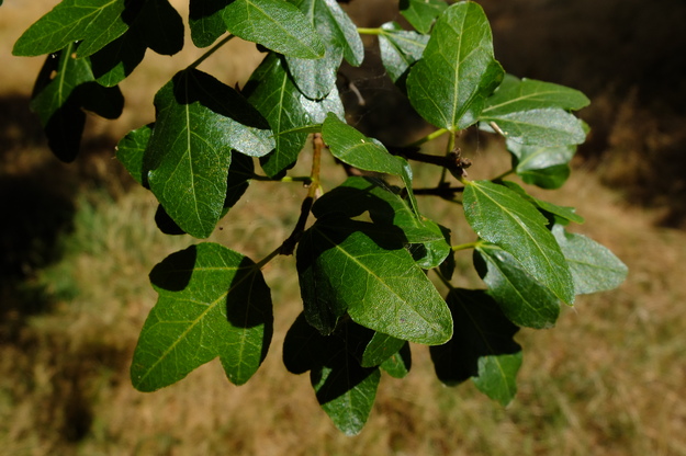 August close-up photo