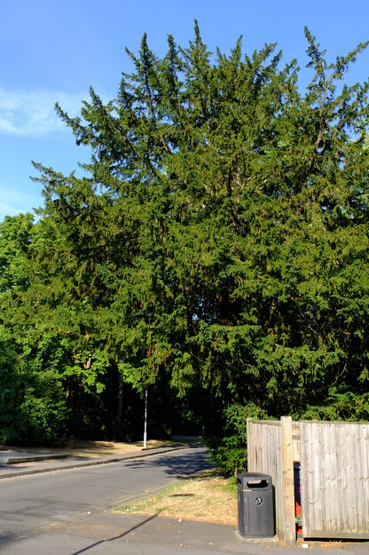 Redrow Drive tree photo