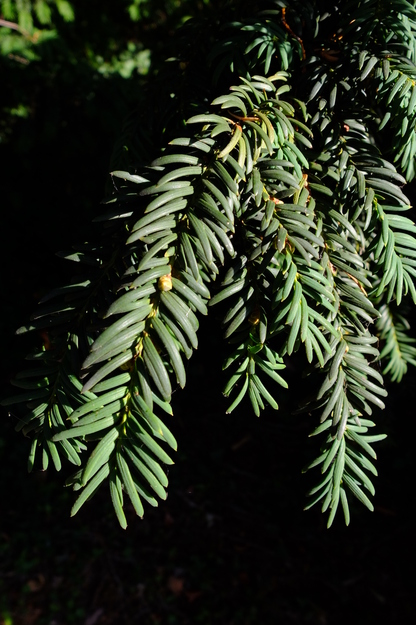 August close-up photo