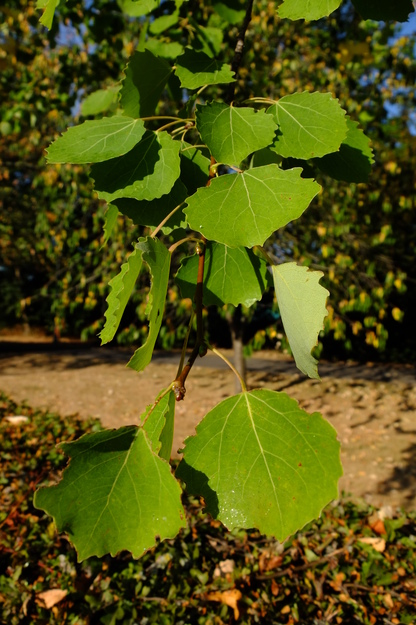 August close-up photo