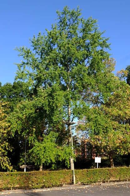 August tree photo