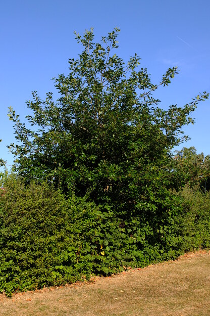 August tree photo