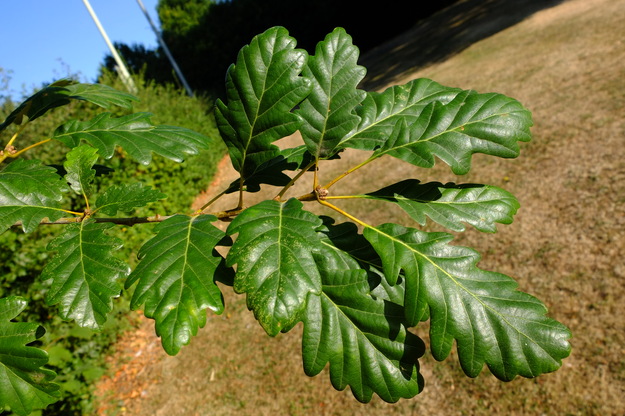 August close-up photo
