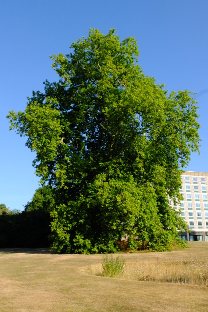 August tree photo