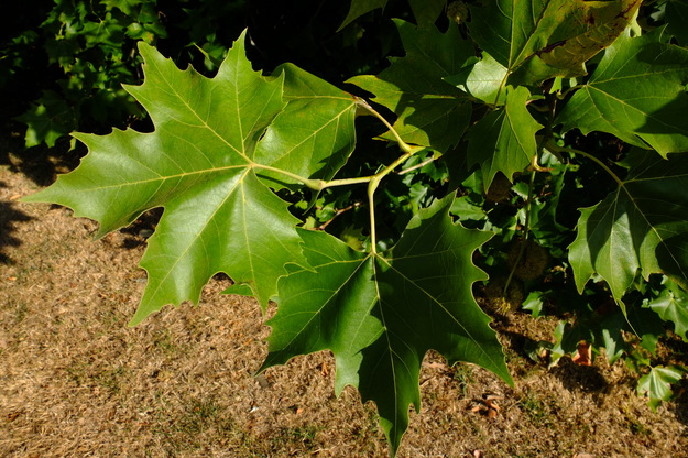 August close-up photo