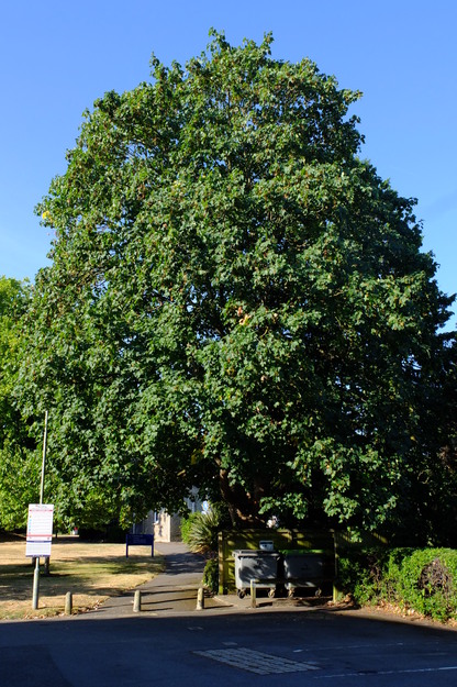 August tree photo