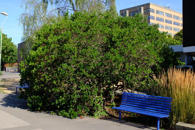 August tree photo