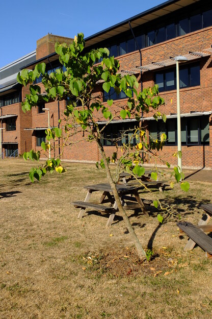 August tree photo