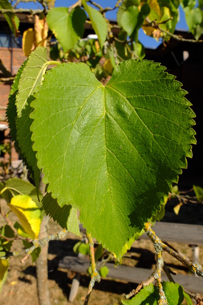 August close-up photo