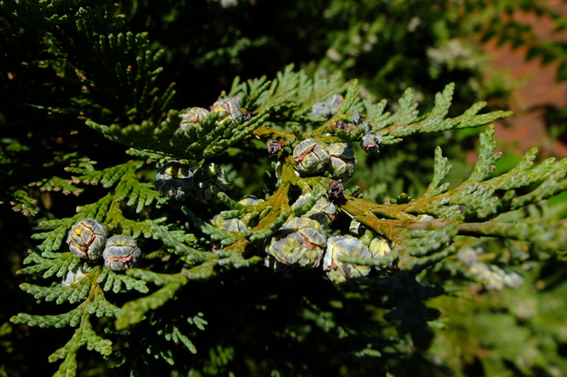 August close-up photo