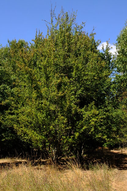 August tree photo