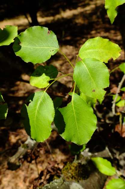 August close-up photo