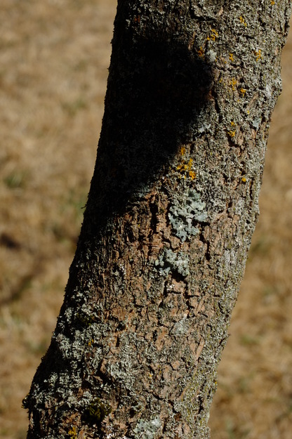 August close-up photo