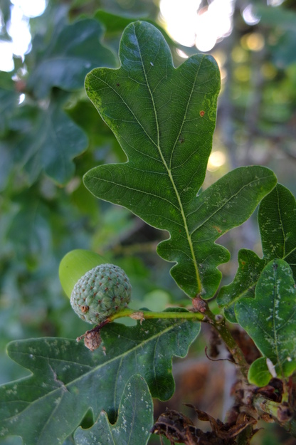 August close-up photo