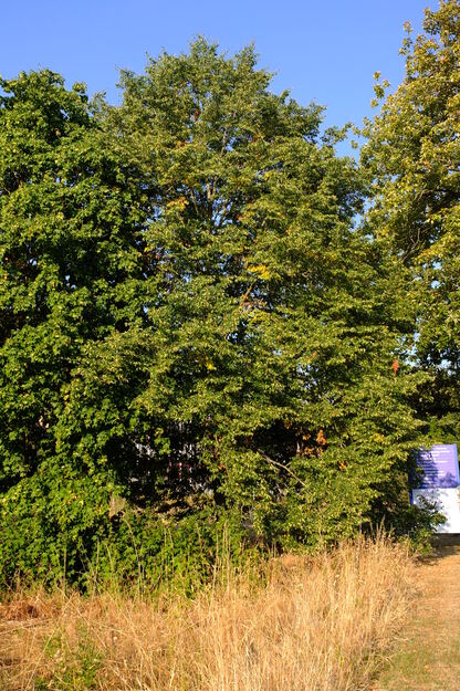 August tree photo