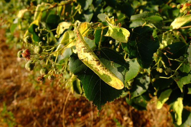 August close-up photo