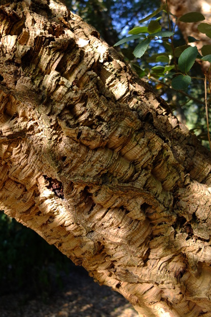 August close-up photo