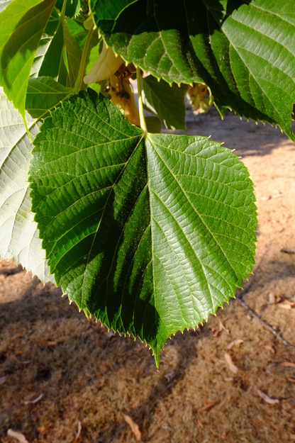 August close-up photo