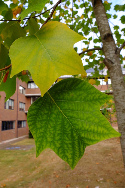August close-up photo