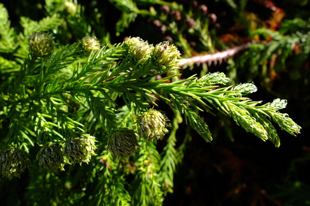 October close-up photo
