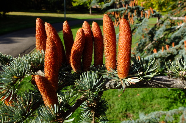 October close-up photo