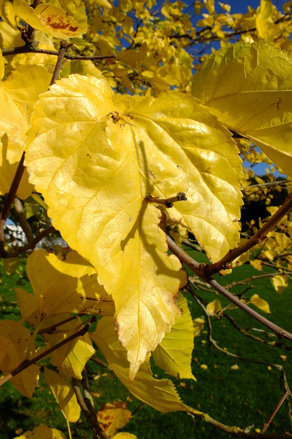 October close-up photo