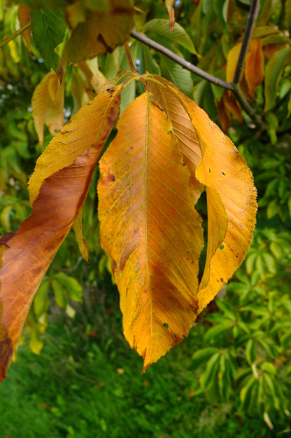 October close-up photo