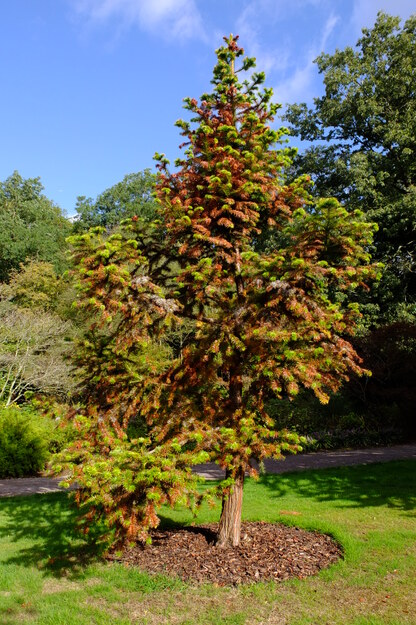 October tree photo