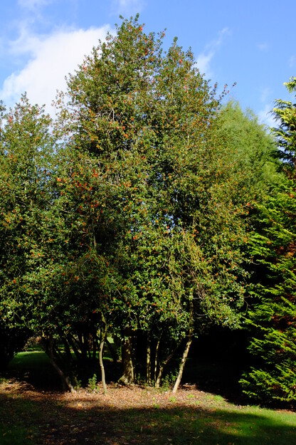 Harris Garden tree photo