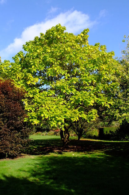 October tree photo