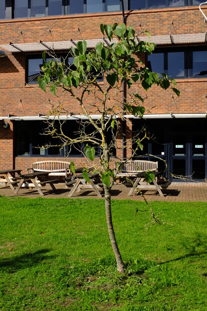Agromet lawn tree photo