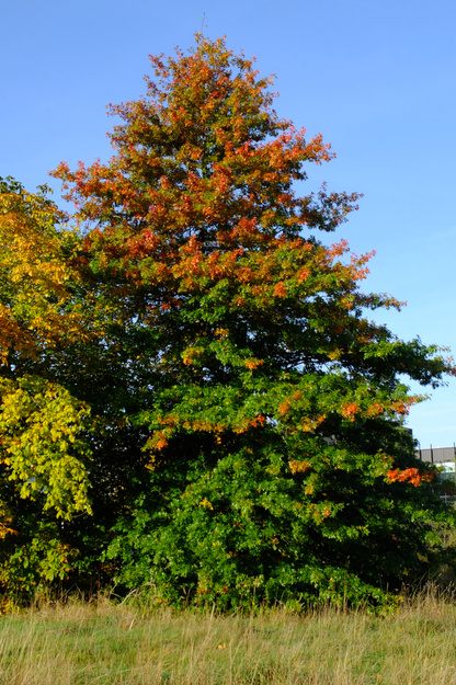 October tree photo