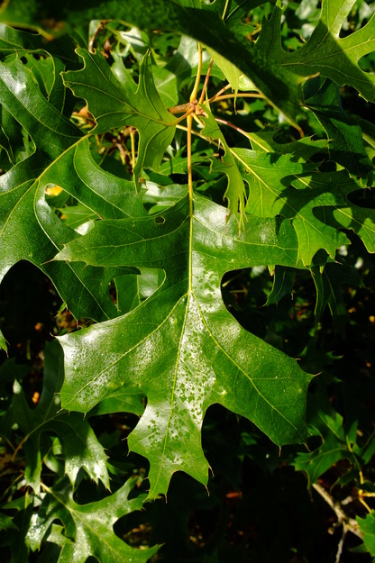 October close-up photo