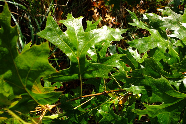 October close-up photo
