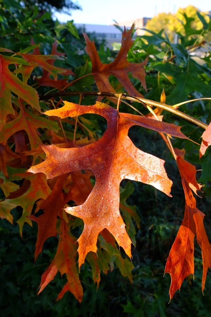 October close-up photo