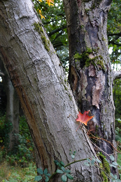 October close-up photo