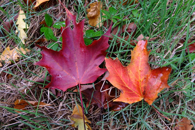 October close-up photo