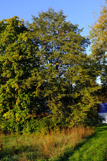 Southern meadow tree photo