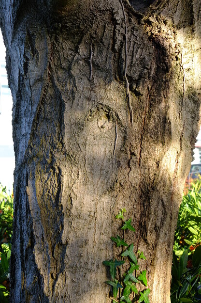 October close-up photo